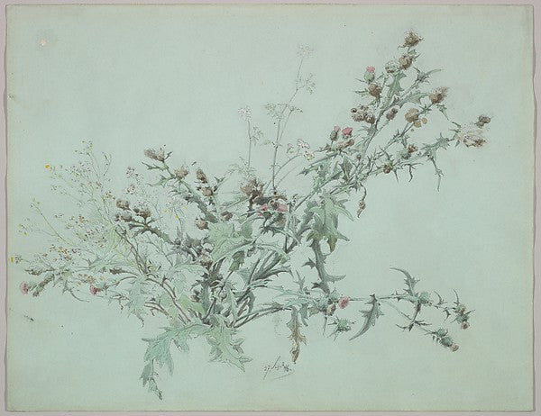 Study of a Flowering Thistle 1846-Carl Georg Anton Graeb ,  Poster Print