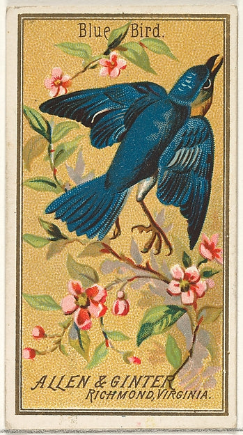 :Blue Bird from the Birds of America series for Allen & Gint-16x12"(A3) Poster