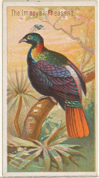 :The Impeyan Pheasant from the Birds of the Tropics series f-16x12"(A3) Poster