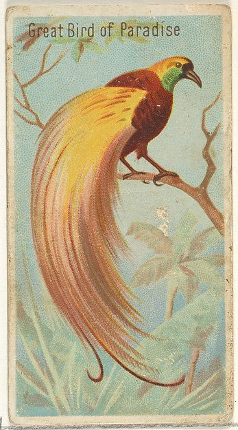 :Great Bird of Paradise from the Birds of the Tropics series-16x12"(A3) Poster