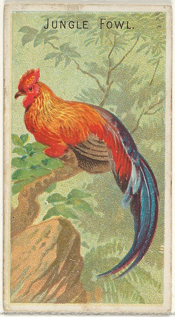 :Jungle Fowl from the Birds of the Tropics series for Allen-16x12"(A3) Poster