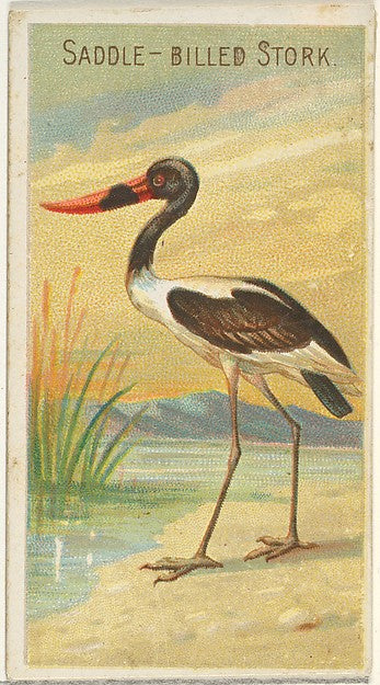 :Saddle-Billed Stork from the Birds of the Tropics series fo-16x12"(A3) Poster