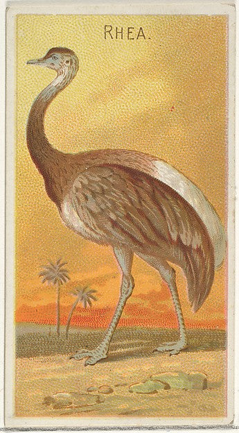 :Rhea from the Birds of the Tropics series for Allen & Ginte-16x12"(A3) Poster