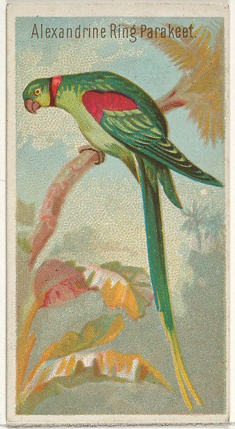 :Alexandrine Ring Parakeet from the Birds of the Tropics ser-16x12"(A3) Poster