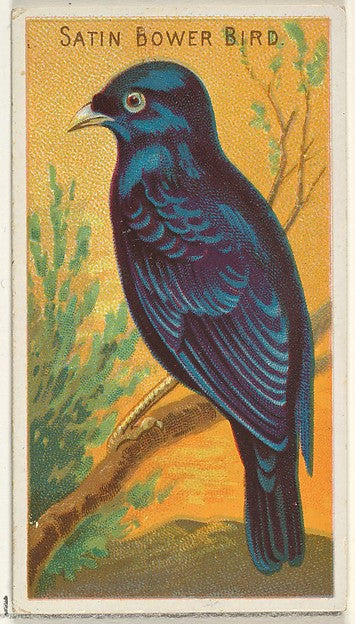 :Satin Bower Bird from the Birds of the Tropics series for A-16x12"(A3) Poster