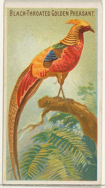 :Black-Throated Golden Pheasant from the Birds of the Tropic-16x12"(A3) Poster
