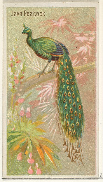 :Java Peacock from the Birds of the Tropics series for Allen-16x12"(A3) Poster