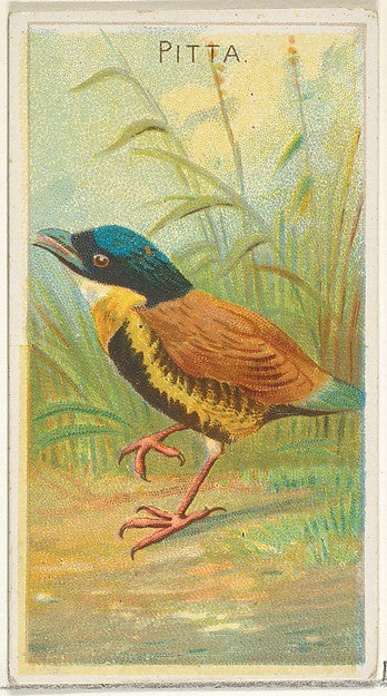 :Pitta from the Birds of the Tropics series for Allen & Gint-16x12"(A3) Poster