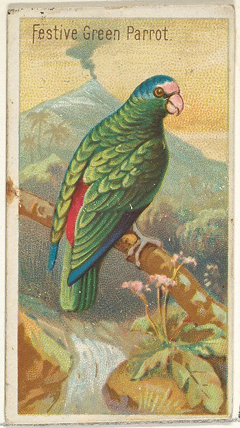 :Festive Green Parrot from the Birds of the Tropics series f-16x12"(A3) Poster