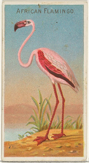 :African Flamingo from the Birds of the Tropics series for A-16x12"(A3) Poster