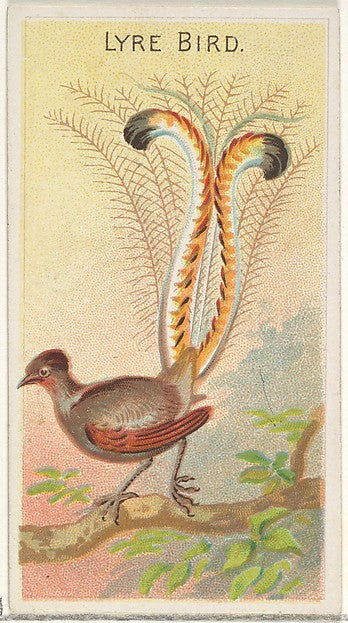 :Lyre Bird from the Birds of the Tropics series for Allen &-16x12"(A3) Poster