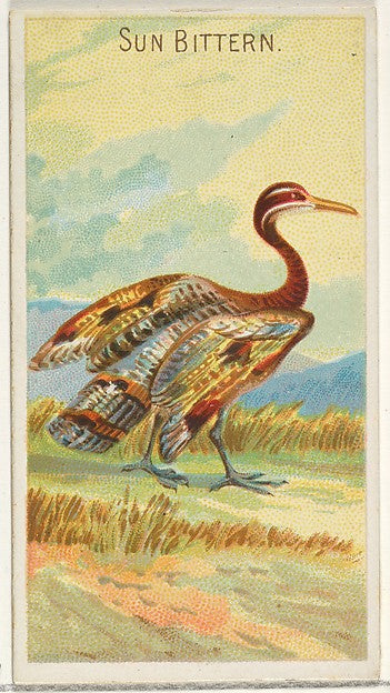 :Sun Bittern from the Birds of the Tropics series for Allen-16x12"(A3) Poster