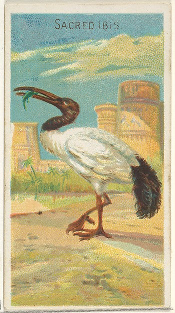 :Sacred Ibis from the Birds of the Tropics series for Allen-16x12"(A3) Poster