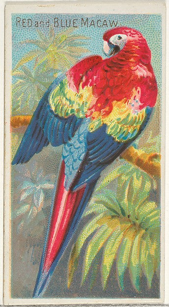 :Red and Blue Macaw from the Birds of the Tropics series for-16x12"(A3) Poster