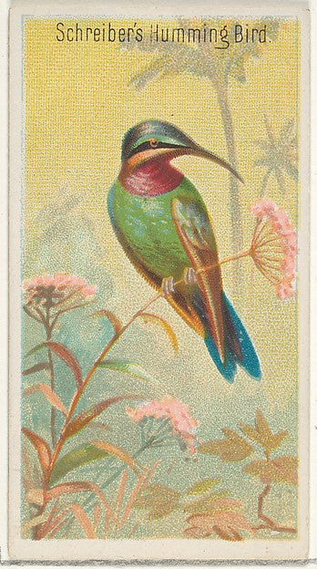 :Schreiber's Hummingbird from the Birds of the Tropics serie-16x12"(A3) Poster