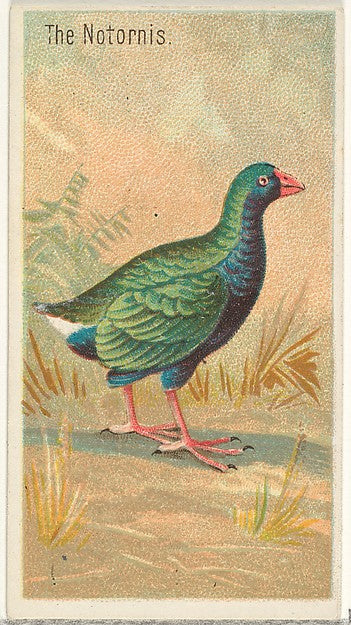 :The Notornis from the Birds of the Tropics series for Allen-16x12"(A3) Poster