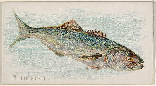 :Bluefish from the Fish from American Waters series for Alle-16x12"(A3) Poster