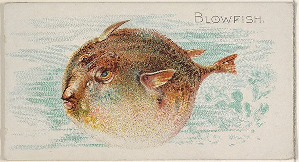 :Blowfish from the Fish from American Waters series for Alle-16x12"(A3) Poster