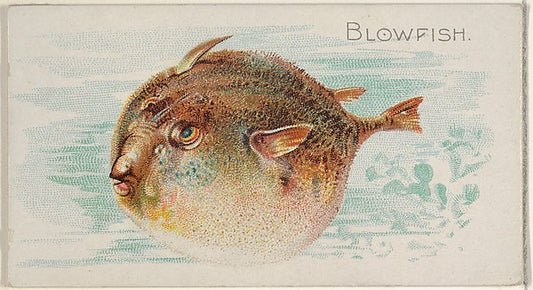 :Blowfish from the Fish from American Waters series for Alle-16x12"(A3) Poster