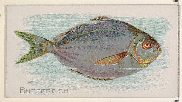 :Butterfish from the Fish from American Waters series for Al-16x12"(A3) Poster