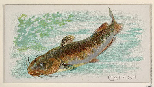 :Catfish from the Fish from American Waters series for Allen-16x12"(A3) Poster