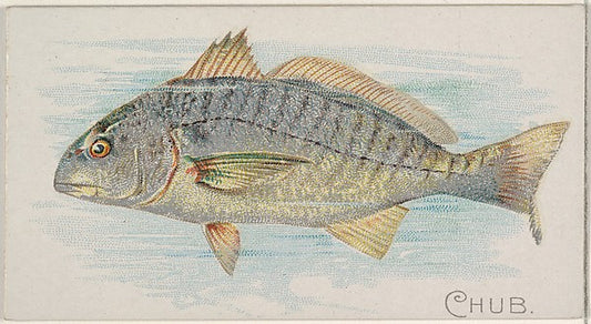 :Chub from the Fish from American Waters series for Allen &-16x12"(A3) Poster