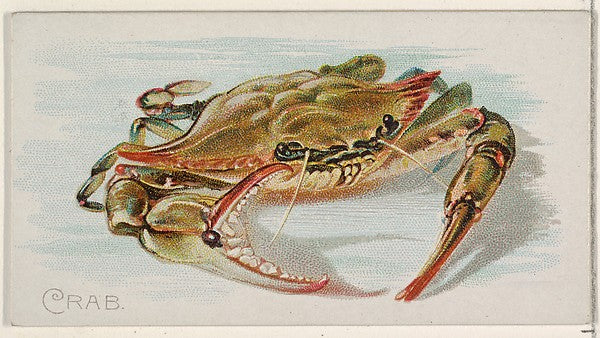 :Crab from the Fish from American Waters series for Allen &-16x12"(A3) Poster