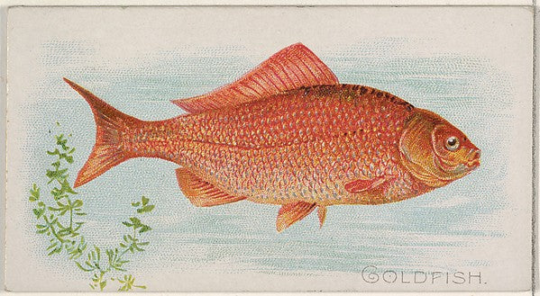 :Goldfish from the Fish from American Waters series for Alle-16x12"(A3) Poster