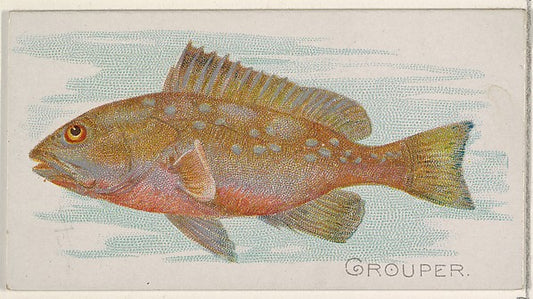 :Grouper from the Fish from American Waters series for Allen-16x12"(A3) Poster