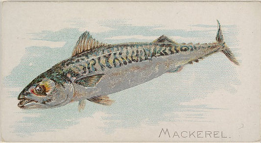 :Mackerel from the Fish from American Waters series for Alle-16x12"(A3) Poster