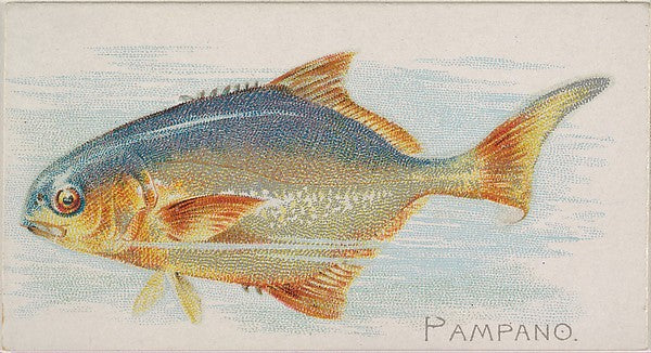:Pampano from the Fish from American Waters series for Allen-16x12"(A3) Poster