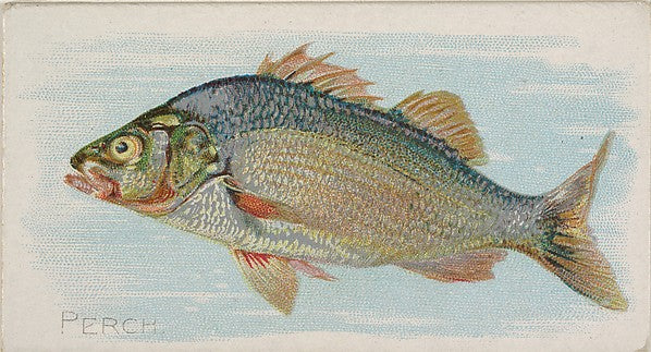 :Perch from the Fish from American Waters series for Allen &-16x12"(A3) Poster