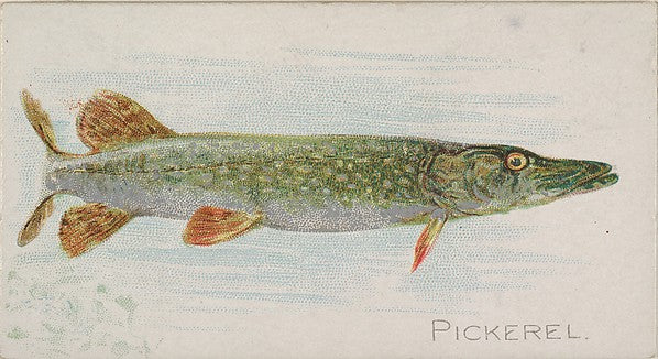 :Pickerel from the Fish from American Waters series for Alle-16x12"(A3) Poster