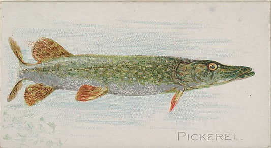 :Pickerel from the Fish from American Waters series for Alle-16x12"(A3) Poster