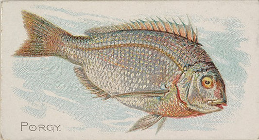 :Porgy from the Fish from American Waters series for Allen &-16x12"(A3) Poster