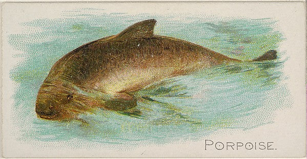 :Porpoise from the Fish from American Waters series for Alle-16x12"(A3) Poster