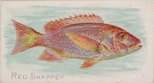 :Red Snapper from the Fish from American Waters series for A-16x12"(A3) Poster