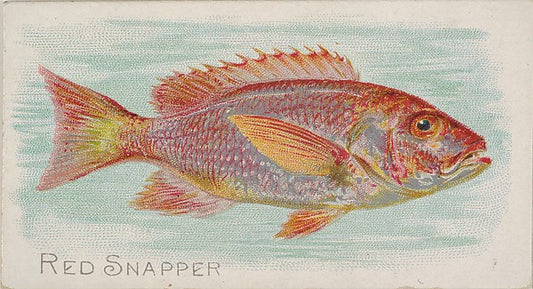 :Red Snapper from the Fish from American Waters series for A-16x12"(A3) Poster
