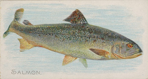:Salmon from the Fish from American Waters series for Allen-16x12"(A3) Poster