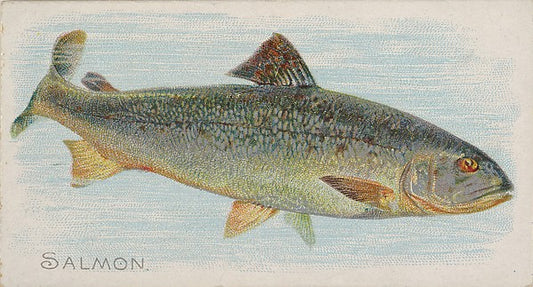 :Salmon from the Fish from American Waters series for Allen-16x12"(A3) Poster
