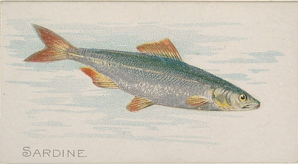 :Sardine from the Fish from American Waters series for Allen-16x12"(A3) Poster
