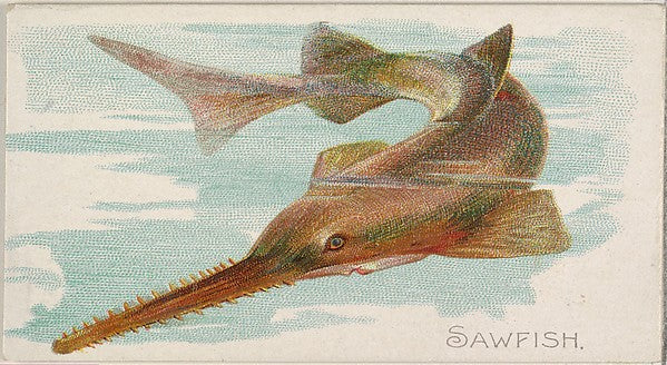 :Sawfish from the Fish from American Waters series for Allen-16x12"(A3) Poster