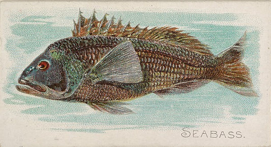 :Sea Bass from the Fish from American Waters series for Alle-16x12"(A3) Poster