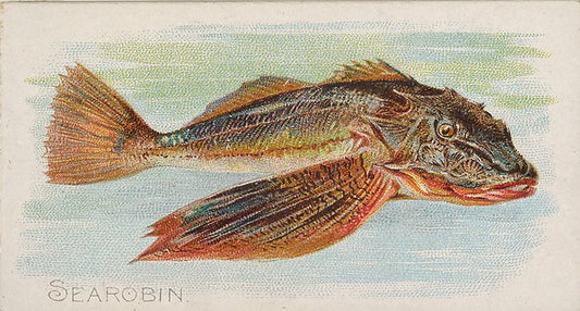 :Sea Robin from the Fish from American Waters series for All-16x12"(A3) Poster