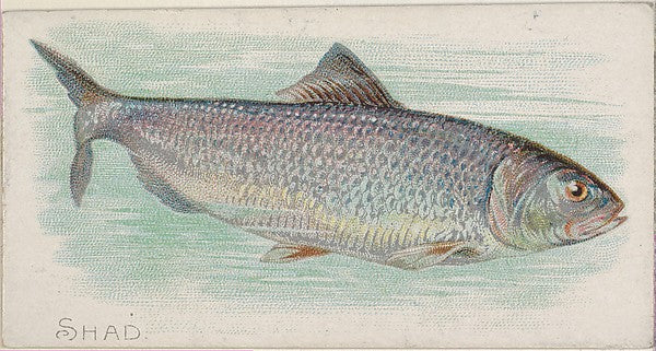 :Shad from the Fish from American Waters series for Allen &-16x12"(A3) Poster