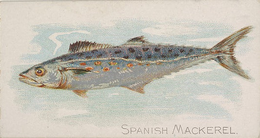 :Spanish Mackerel from the Fish from American Waters series-16x12"(A3) Poster