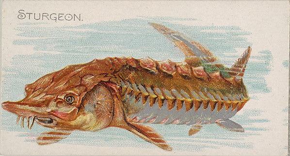 :Sturgeon from the Fish from American Waters series for Alle-16x12"(A3) Poster