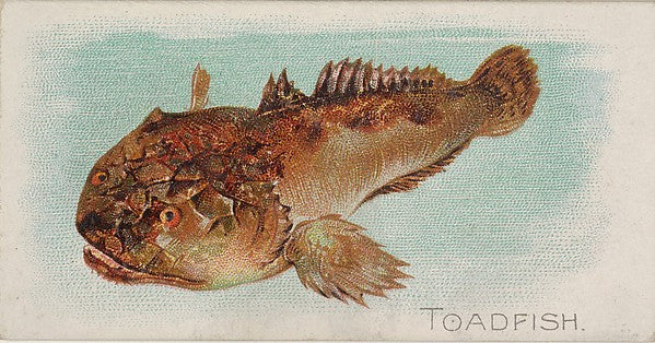 :Toadfish from the Fish from American Waters series for Alle-16x12"(A3) Poster