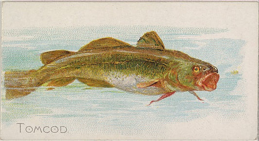 :Tomcod from the Fish from American Waters series for Allen-16x12"(A3) Poster