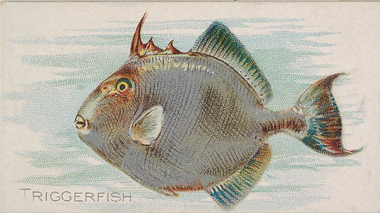 :Triggerfish from the Fish from American Waters series for A-16x12"(A3) Poster